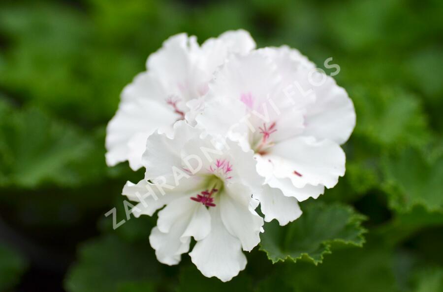 Muškát, pelargonie velkokvětá 'Mona Lisa' - Pelargonium grandiflorum 'Mona Lisa'