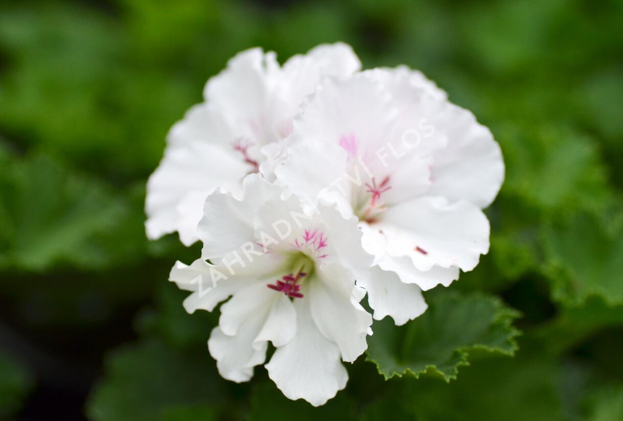 Muškát, pelargonie velkokvětá 'Mona Lisa' - Pelargonium grandiflorum 'Mona Lisa'