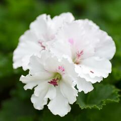 Muškát, pelargonie velkokvětá 'Mona Lisa' - Pelargonium grandiflorum 'Mona Lisa'