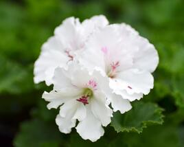 Muškát, pelargonie velkokvětá 'Mona Lisa'