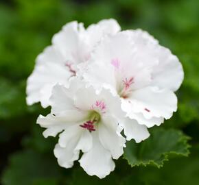 Muškát, pelargonie velkokvětá 'Mona Lisa' - Pelargonium grandiflorum 'Mona Lisa'