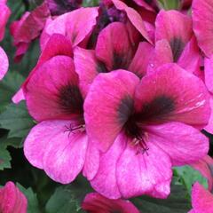 Muškát, pelargonie velkokvětá 'Aristo Violet' - Pelargonium grandiflorum 'Aristo Violet'