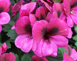 Muškát, pelargonie velkokvětá 'Aristo Violet'