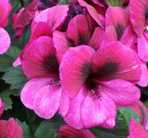 Muškát, pelargonie velkokvětá 'Aristo Violet' - Pelargonium grandiflorum 'Aristo Violet'