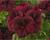 Muškát, pelargonie velkokvětá 'Aristo Burgundy'