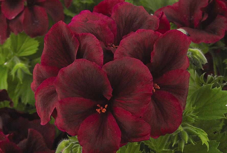 Muškát, pelargonie velkokvětá 'Aristo Burgundy' - Pelargonium grandiflorum 'Aristo Burgundy'