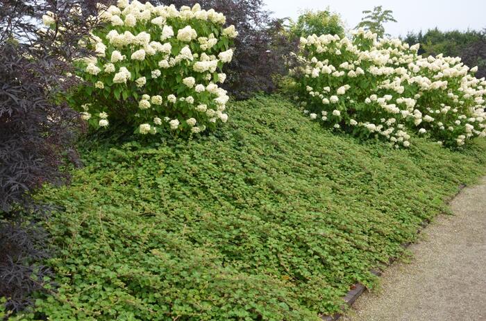 Ostružiník arktický 'Betty Ashburner' - Rubus tricolor 'Betty Ashburner'