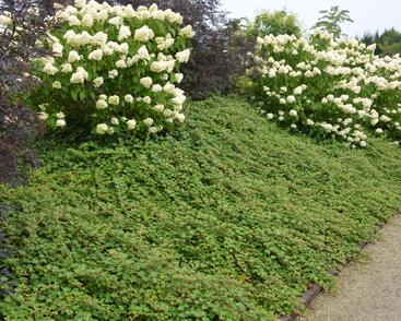 Ostružiník arktický 'Betty Ashburner'