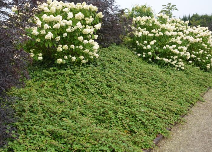 Ostružiník 'Betty Ashburner' - Rubus tricolor 'Betty Ashburner'