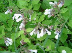 Kostival velkokvětý - Symphytum grandiflorum