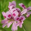 Muškát, pelargonie vonná 'Rose' - Pelargonium odoratissimum 'Rose'