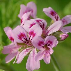 Muškát, pelargonie vonná 'Rose' - Pelargonium odoratissimum 'Rose'