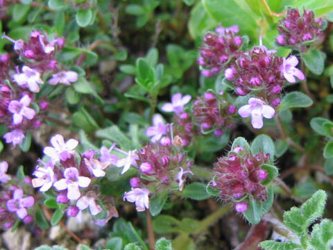 Mateřídouška - Thymus serpyllum ssp. tenuifolia