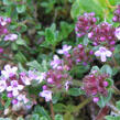 Mateřídouška - Thymus serpyllum ssp. tenuifolia