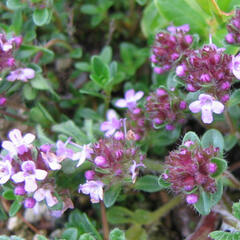 Mateřídouška - Thymus serpyllum ssp. tenuifolia