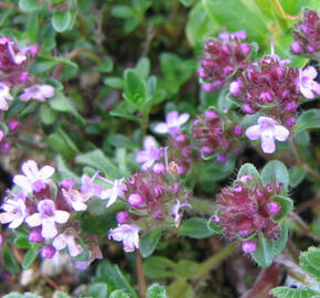 Mateřídouška - Thymus serpyllum ssp. tenuifolia