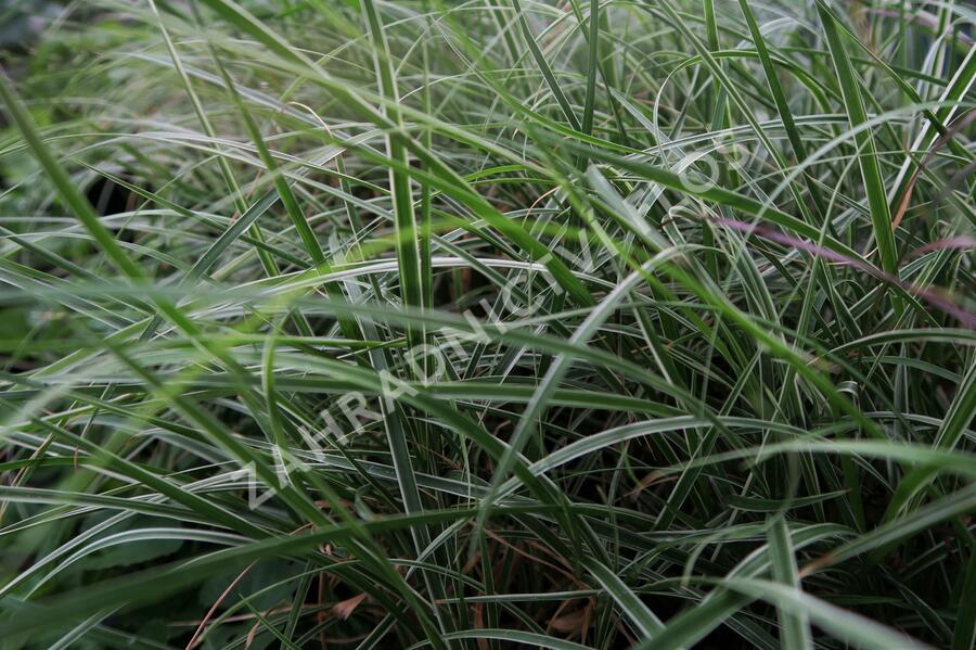 Dochan setý 'Sky Rocket' - Pennisetum setaceum 'Sky Rocket'