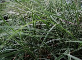 Dochan setý 'Sky Rocket' - Pennisetum setaceum 'Sky Rocket'