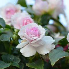 Netýkavka turecká 'Diadem Appleblossom' - Impatiens walleriana 'Diadem Appleblossom'