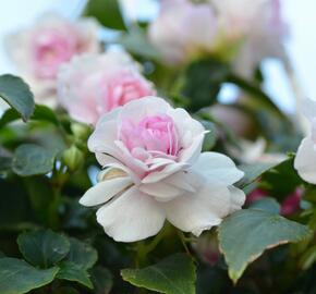 Netýkavka turecká 'Diadem Appleblossom' - Impatiens walleriana 'Diadem Appleblossom'