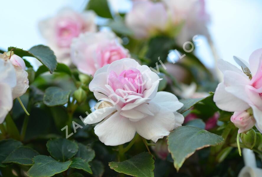Netýkavka, balzamína turecká 'Diadem Appleblossom' - Impatiens walleriana 'Diadem Appleblossom'