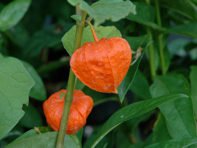 Mochyně 'Gigantea' - Physalis franchetii 'Gigantea'