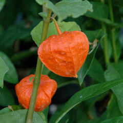 Mochyně 'Gigantea' - Physalis franchetii 'Gigantea'