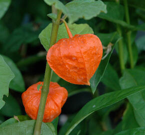 Mochyně 'Gigantea' - Physalis franchetii 'Gigantea'