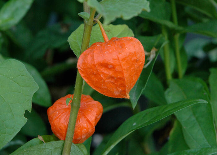 Mochyně 'Gigantea' - Physalis franchetii 'Gigantea'