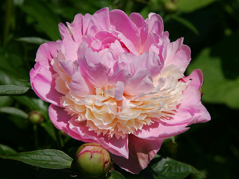 Pivoňka bělokvětá 'Sorbet' - Paeonia lactiflora 'Sorbet'