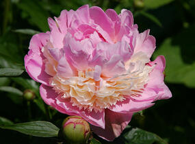 Pivoňka bělokvětá 'Sorbet' - Paeonia lactiflora 'Sorbet'