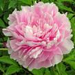 Pivoňka bělokvětá 'Sweet Harmony' - Paeonia lactiflora 'Sweet Harmony'