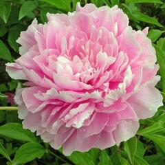 Pivoňka bělokvětá 'Sweet Harmony' - Paeonia lactiflora 'Sweet Harmony'