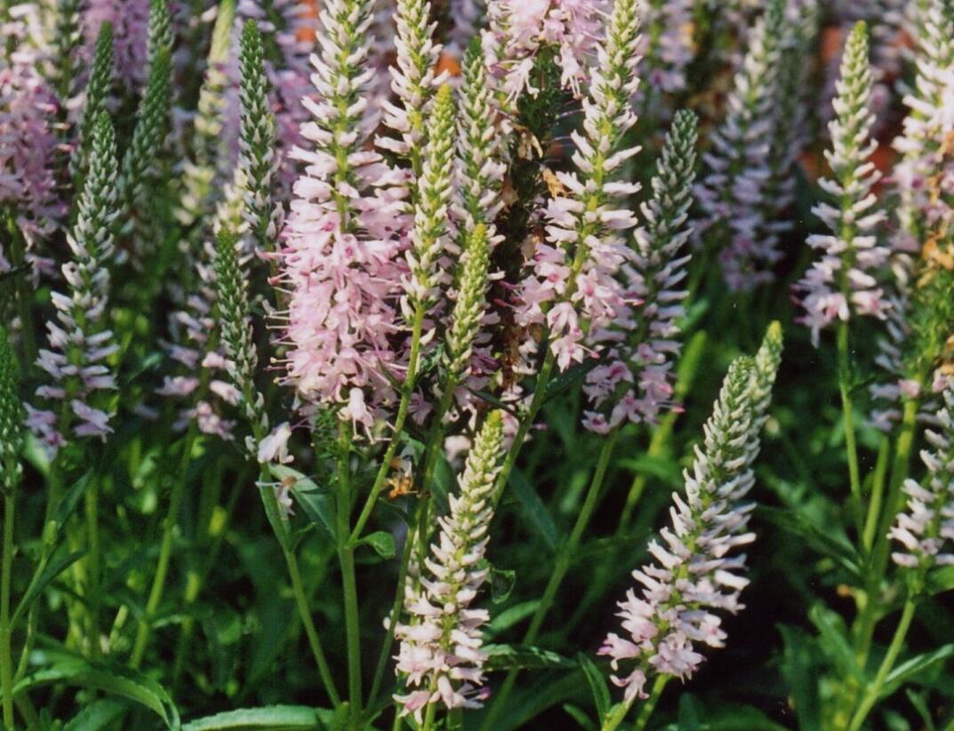 Rozrazil 'Inspire Pink' - Veronica 'Inspire Pink'