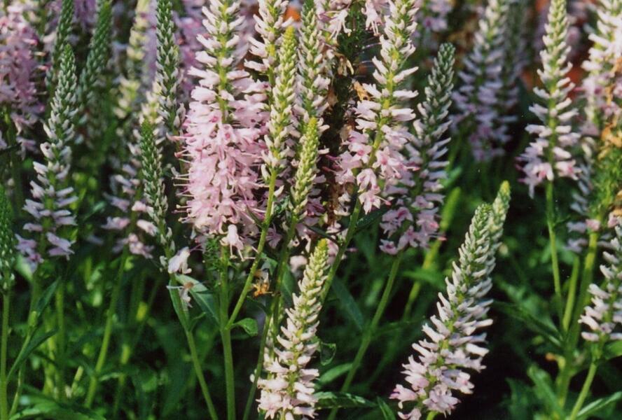 Rozrazil 'Inspire Pink' - Veronica 'Inspire Pink'