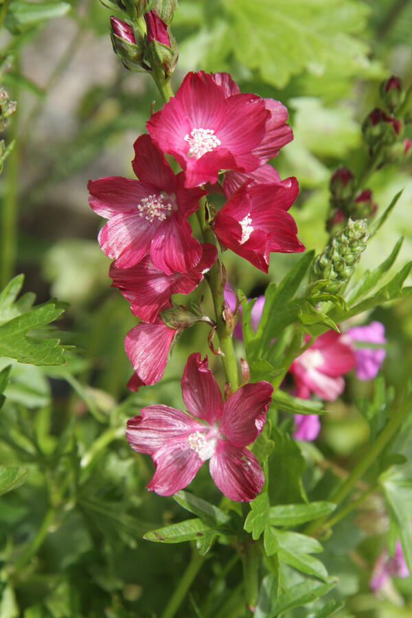 Slézovník 'Wine Red' - Sidalcea 'Wine Red'