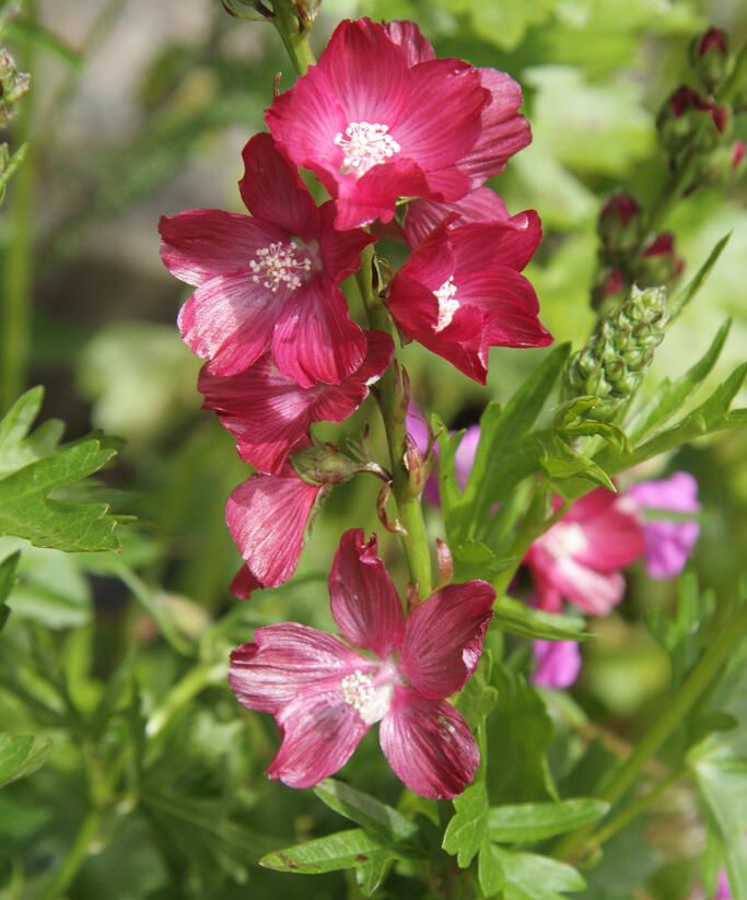 Slézovník 'Wine Red' - Sidalcea 'Wine Red'