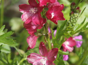 Slézovník 'Wine Red' - Sidalcea 'Wine Red'