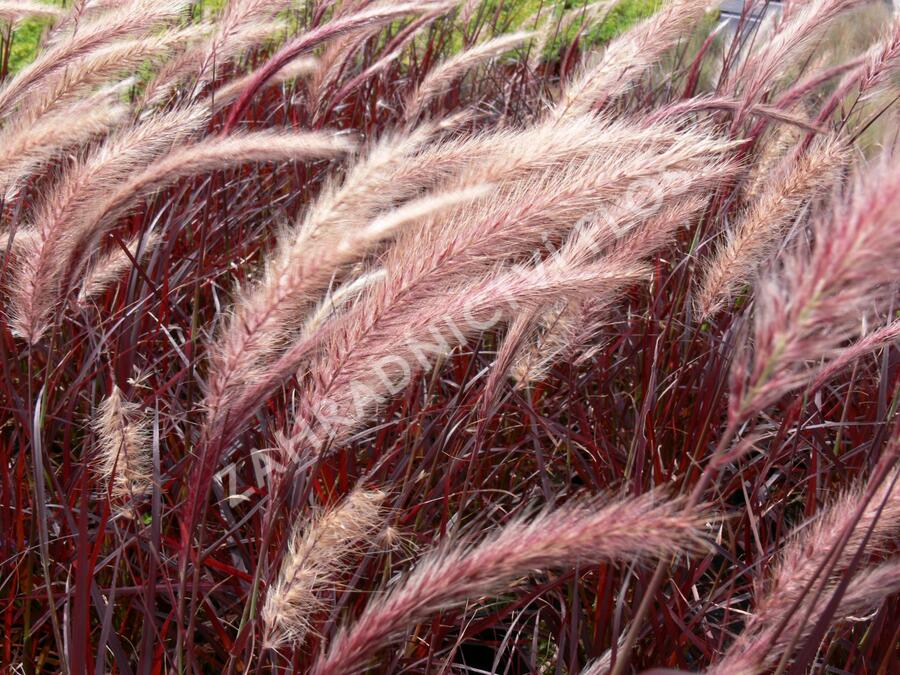 Dochan setý 'Rubrum' - Pennisetum setaceum 'Rubrum'