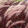 Dochan setý 'Rubrum' - Pennisetum setaceum 'Rubrum'