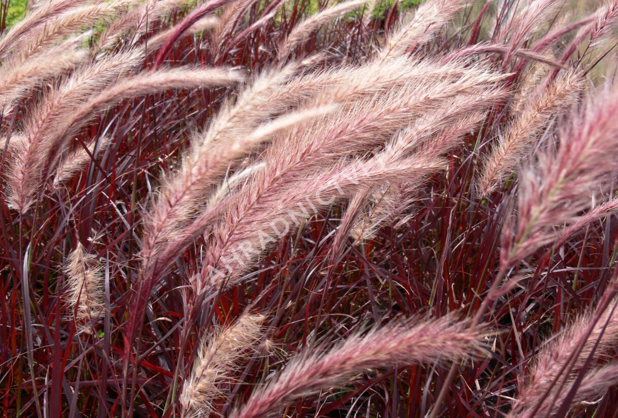 Dochan setý 'Rubrum' - Pennisetum setaceum 'Rubrum'