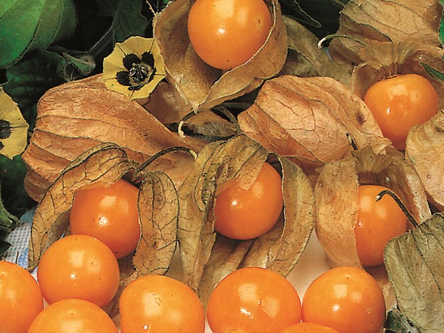 Mochyně peruánská 'Goldvital' - Physalis peruviana 'Goldvital'