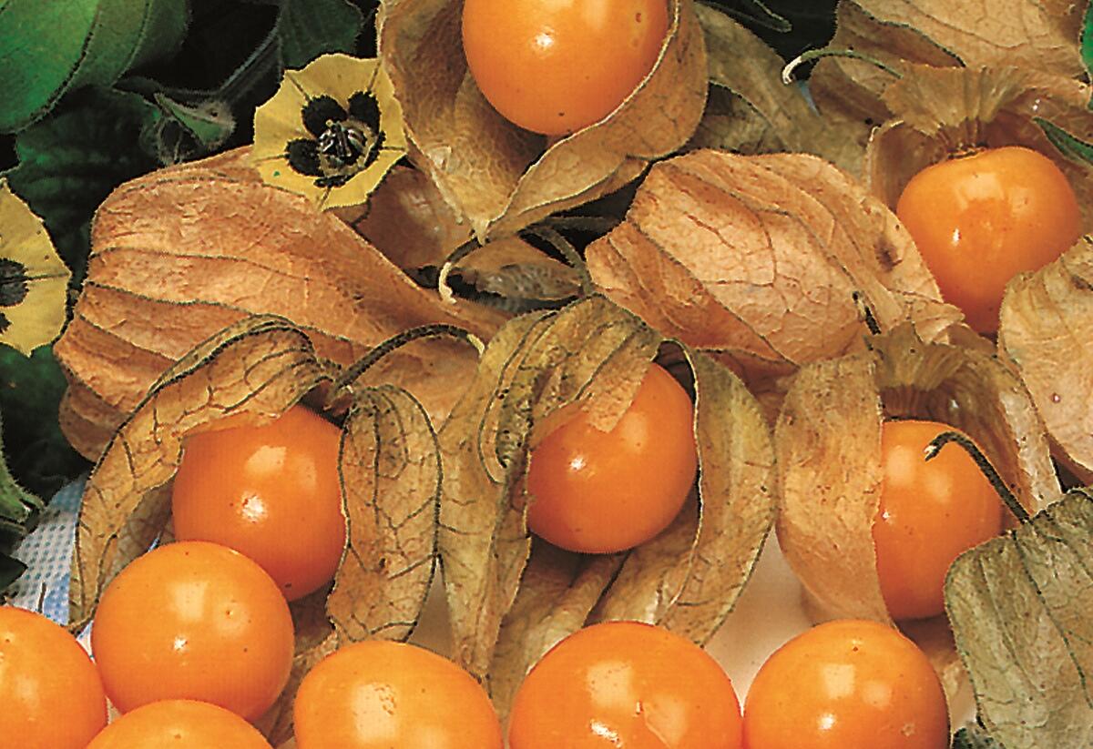 Mochyně peruánská 'Goldvital' - Physalis peruviana 'Goldvital'