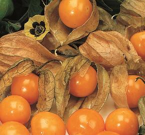 Mochyně peruánská 'Goldvital' - Physalis peruviana 'Goldvital'