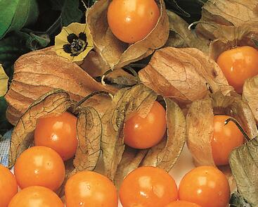 Mochyně peruánská 'Goldvital'