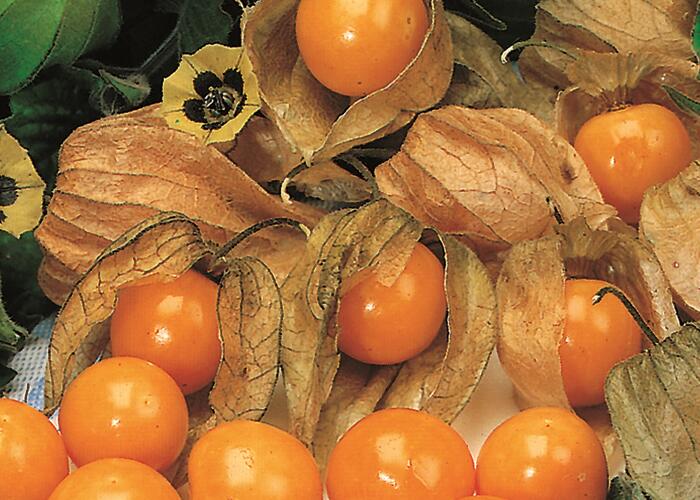 Mochyně peruánská 'Goldvital' - Physalis peruviana 'Goldvital'