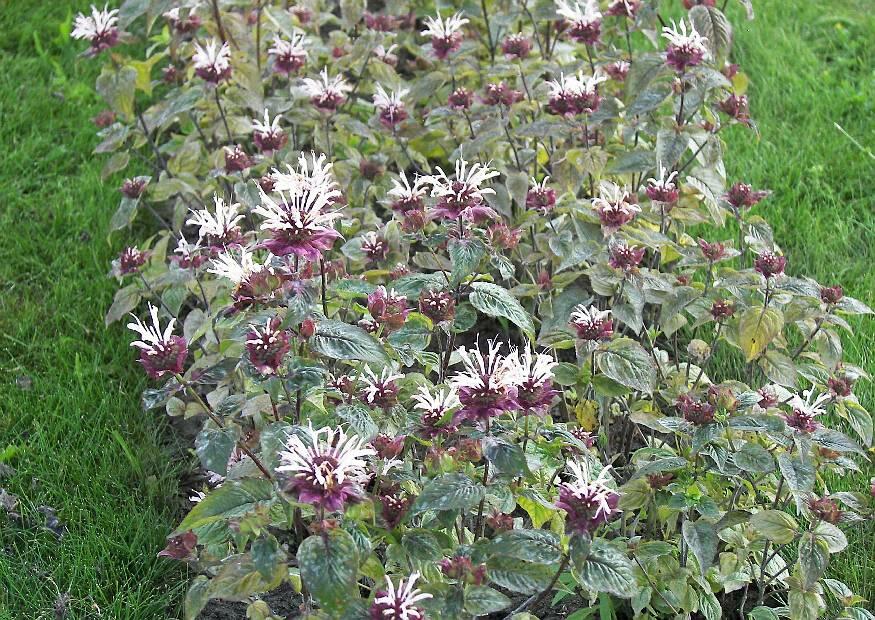 Zavinutka 'Ou Charm' - Monarda hybrida 'Ou Charm'