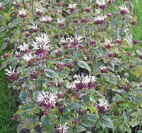 Zavinutka 'Ou Charm' - Monarda hybrida 'Ou Charm'