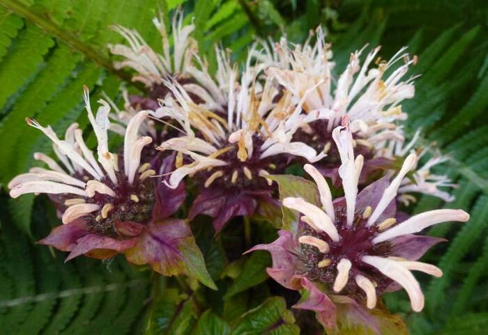 Zavinutka 'Ou Charm' - Monarda hybrida 'Ou Charm'