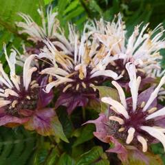 Zavinutka 'Ou Charm' - Monarda hybrida 'Ou Charm'